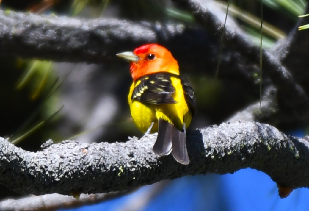 Western Tanager - ML620824360