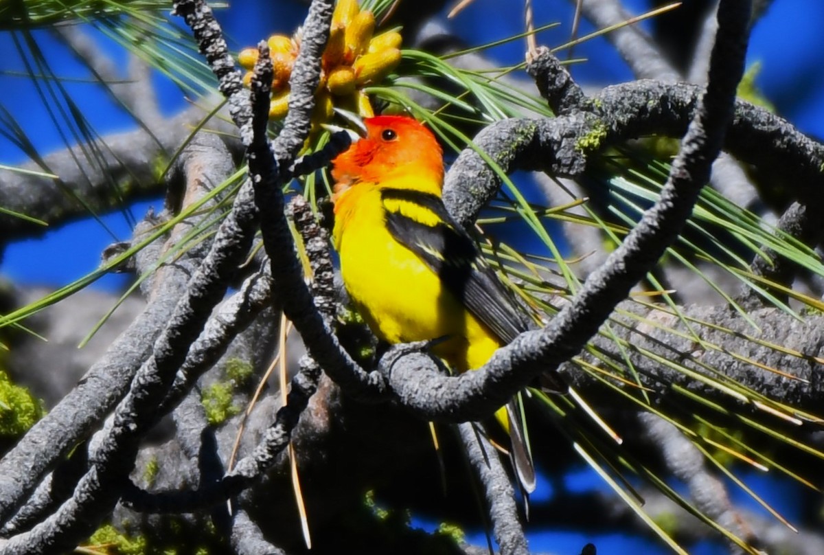 Western Tanager - ML620824361