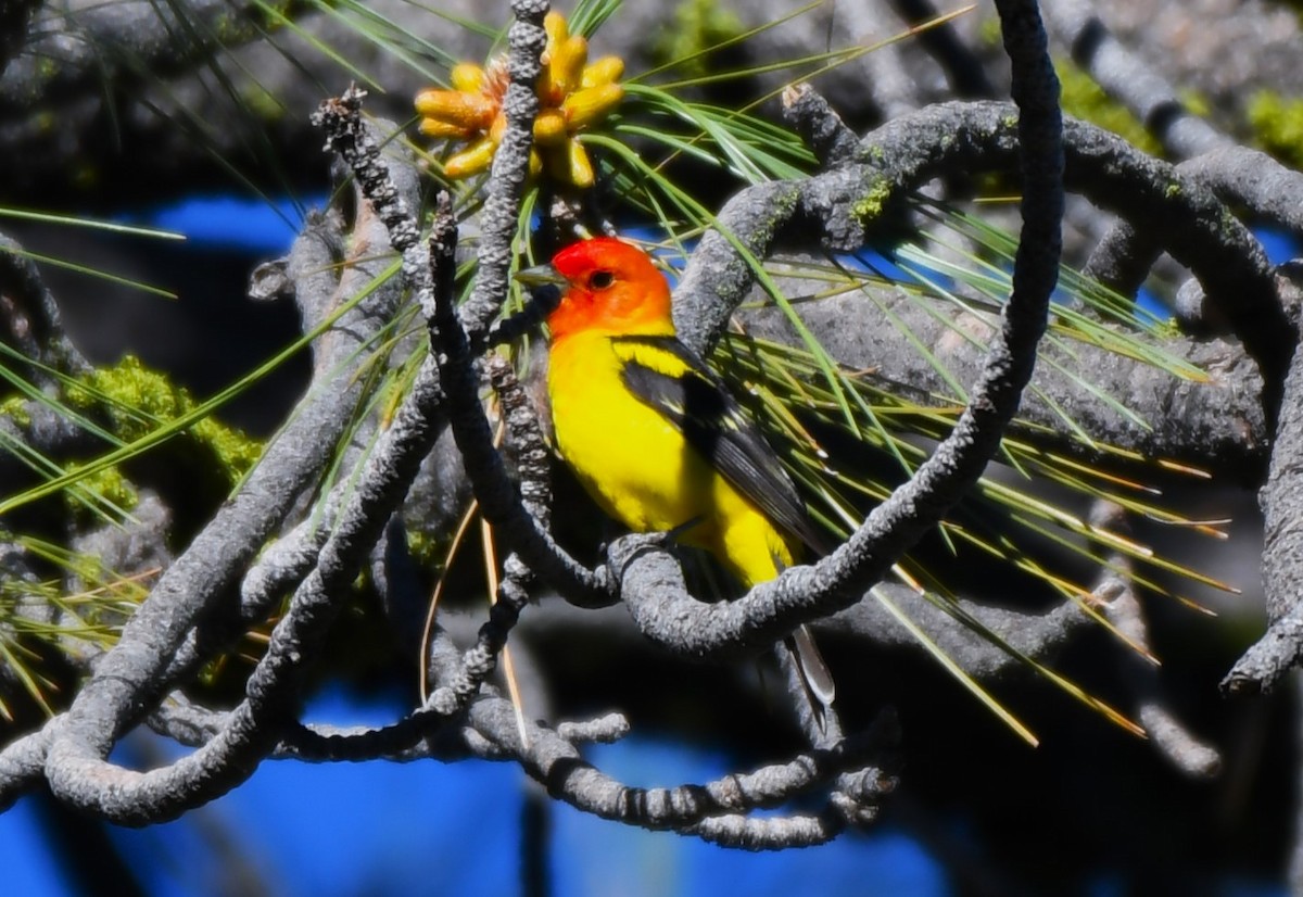 Western Tanager - ML620824362
