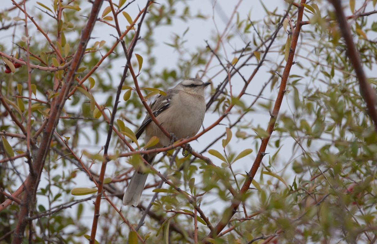 Patagonian Mockingbird - ML620824364