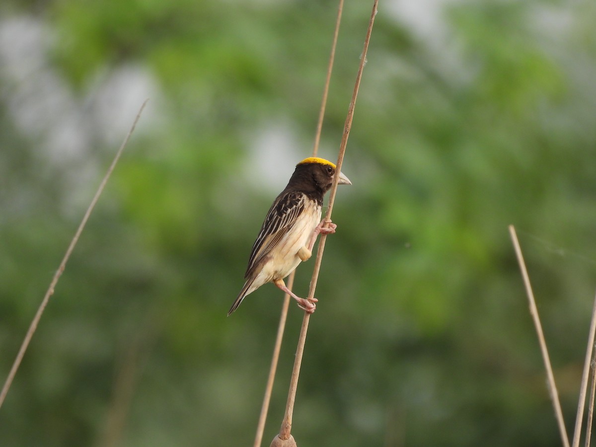 Black-breasted Weaver - ML620824373