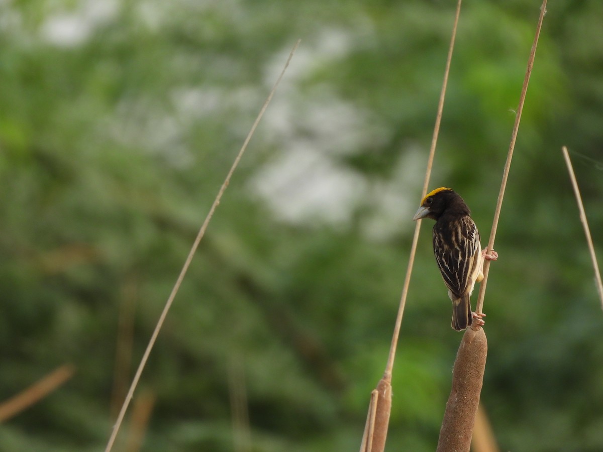 Black-breasted Weaver - ML620824375