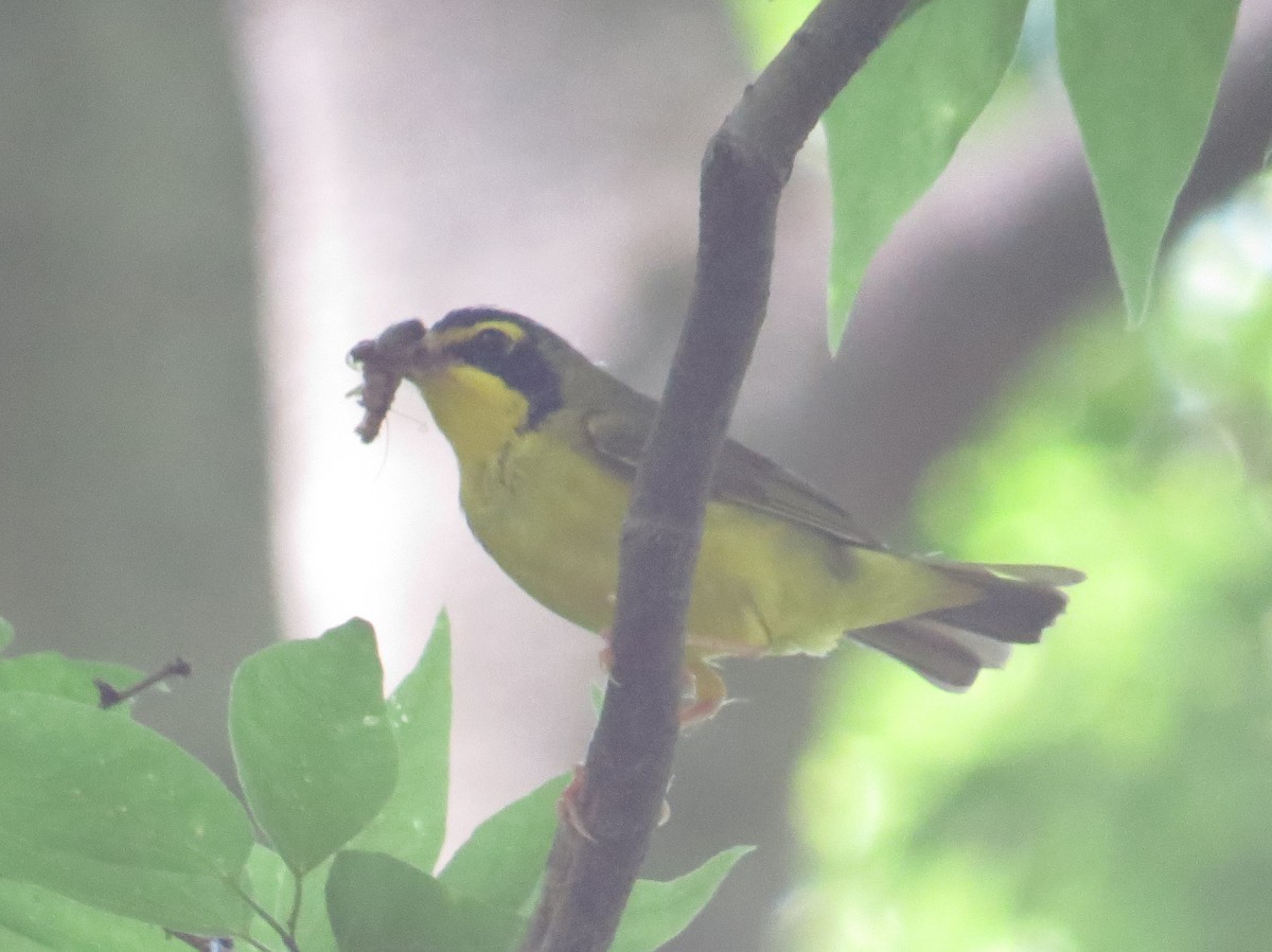 Kentucky Warbler - ML620824377