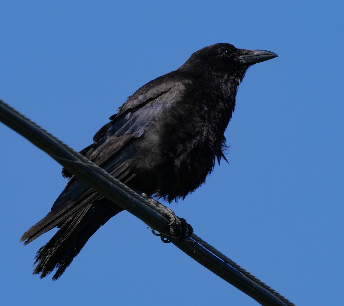 American Crow - ML620824382