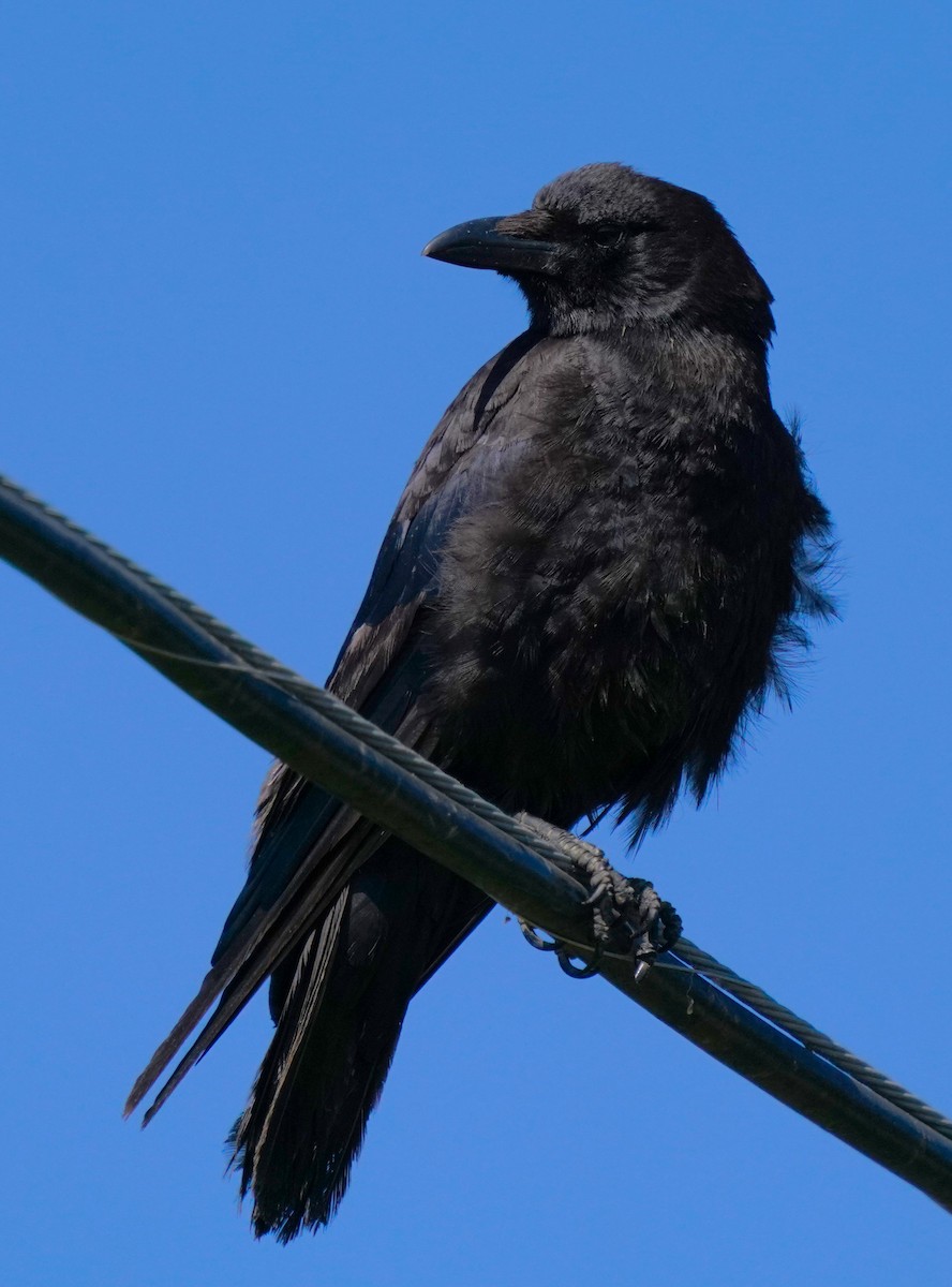 American Crow - ML620824383