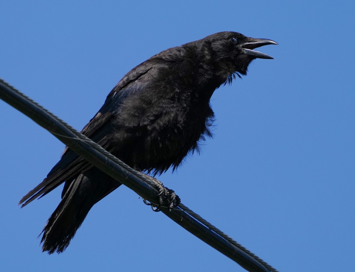 American Crow - ML620824384