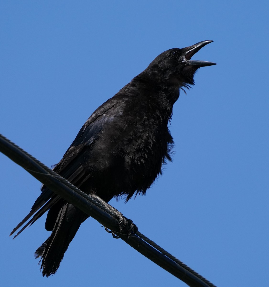 American Crow - ML620824385