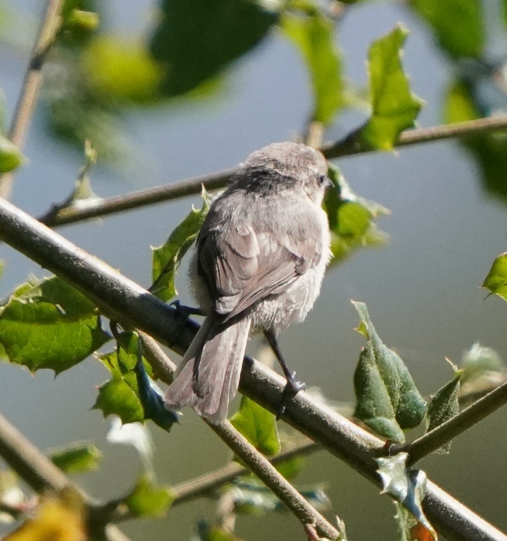 Bushtit - ML620824395