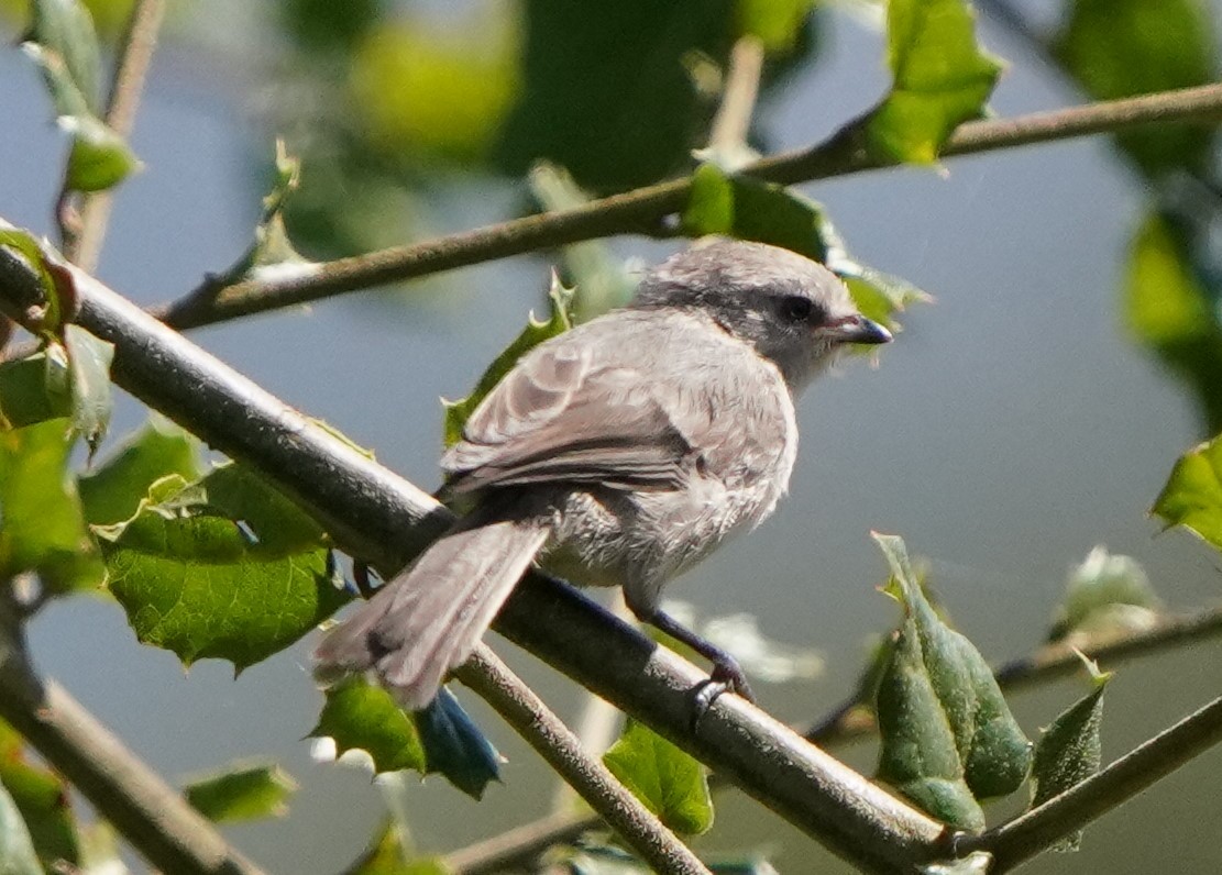 Bushtit - ML620824396