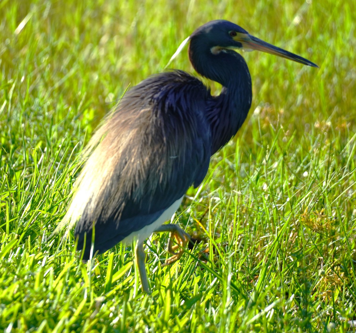 Tricolored Heron - ML620824400