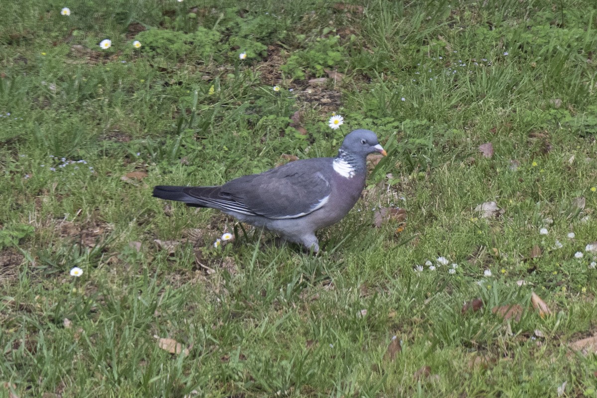 Common Wood-Pigeon - ML620824401