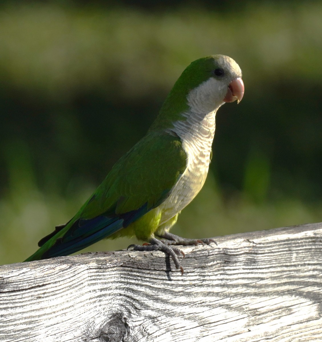 Monk Parakeet - ML620824403