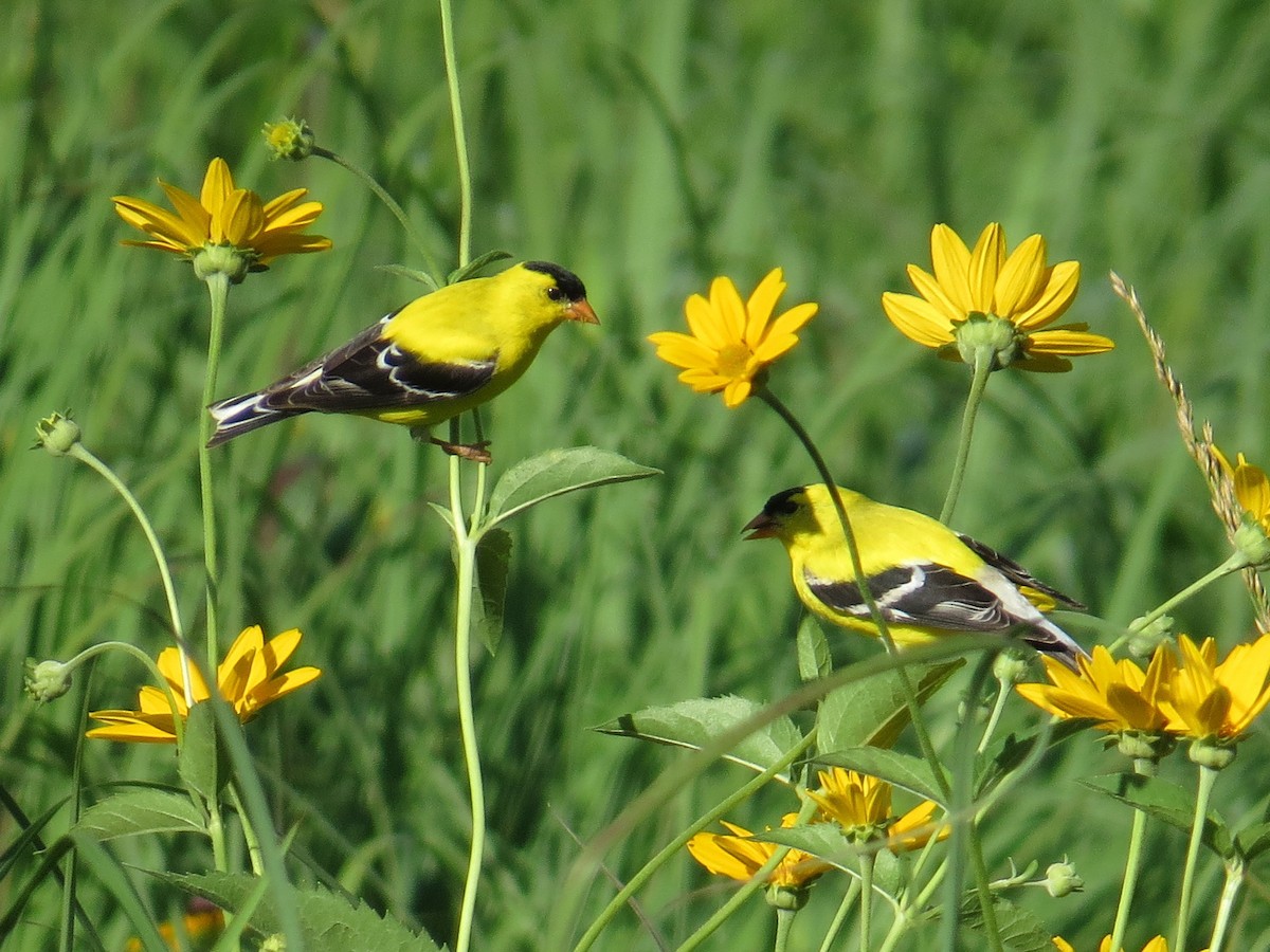 American Goldfinch - ML620824409