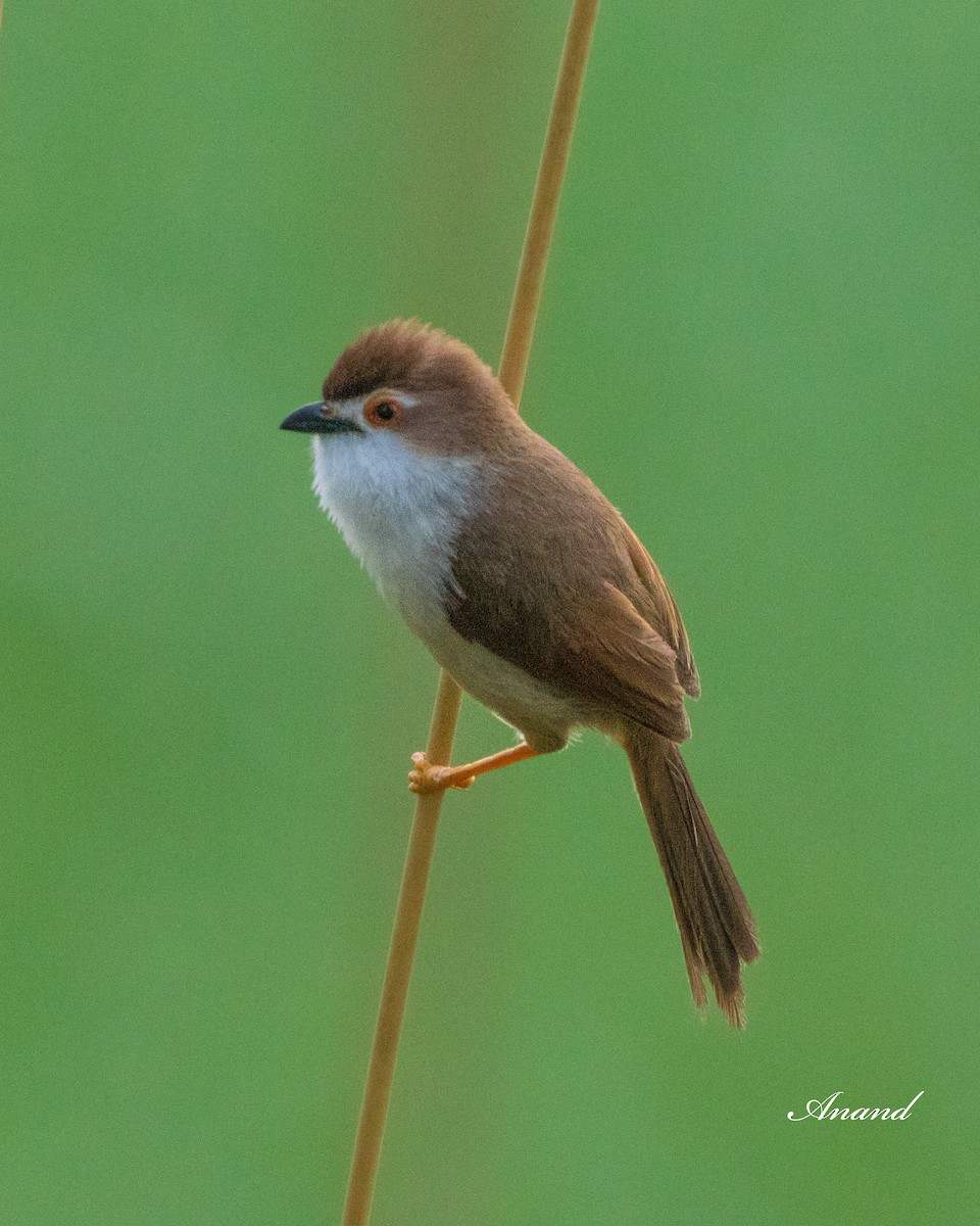 Yellow-eyed Babbler - ML620824410