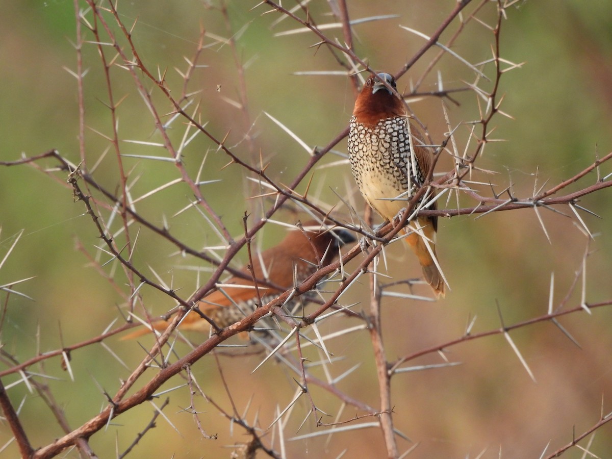 Scaly-breasted Munia - ML620824413