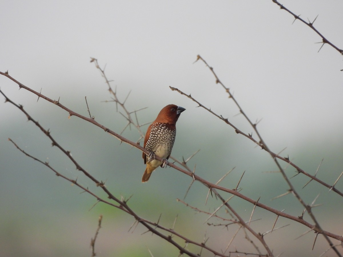 Scaly-breasted Munia - ML620824414