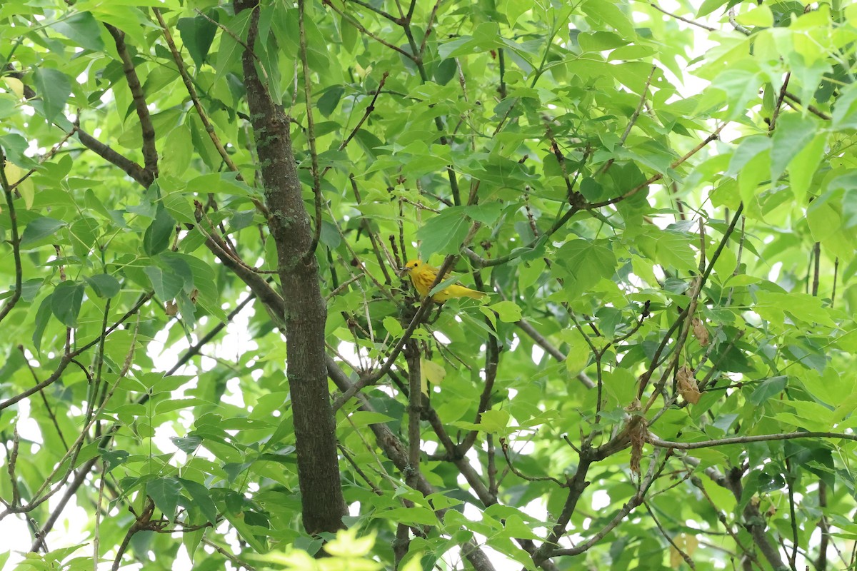 Yellow Warbler - ML620824416