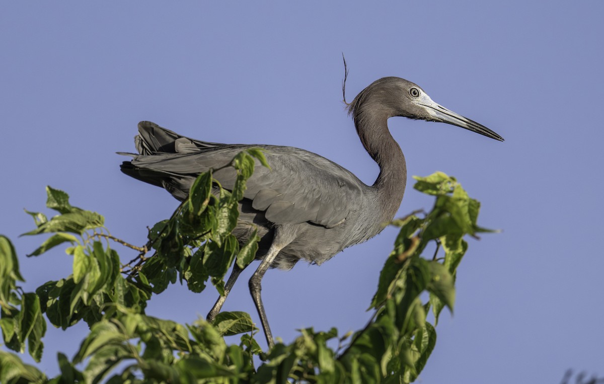 Little Blue Heron - ML620824417