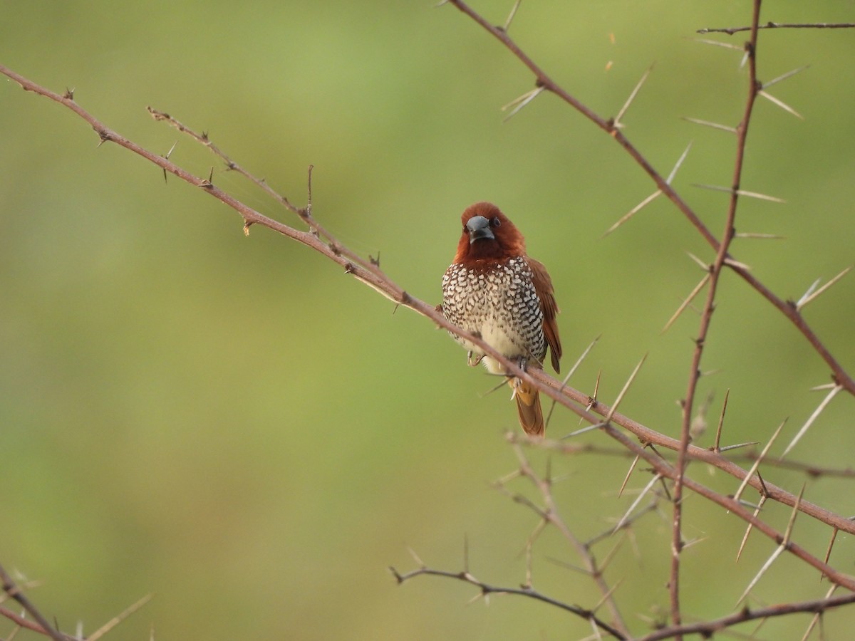 Scaly-breasted Munia - ML620824418