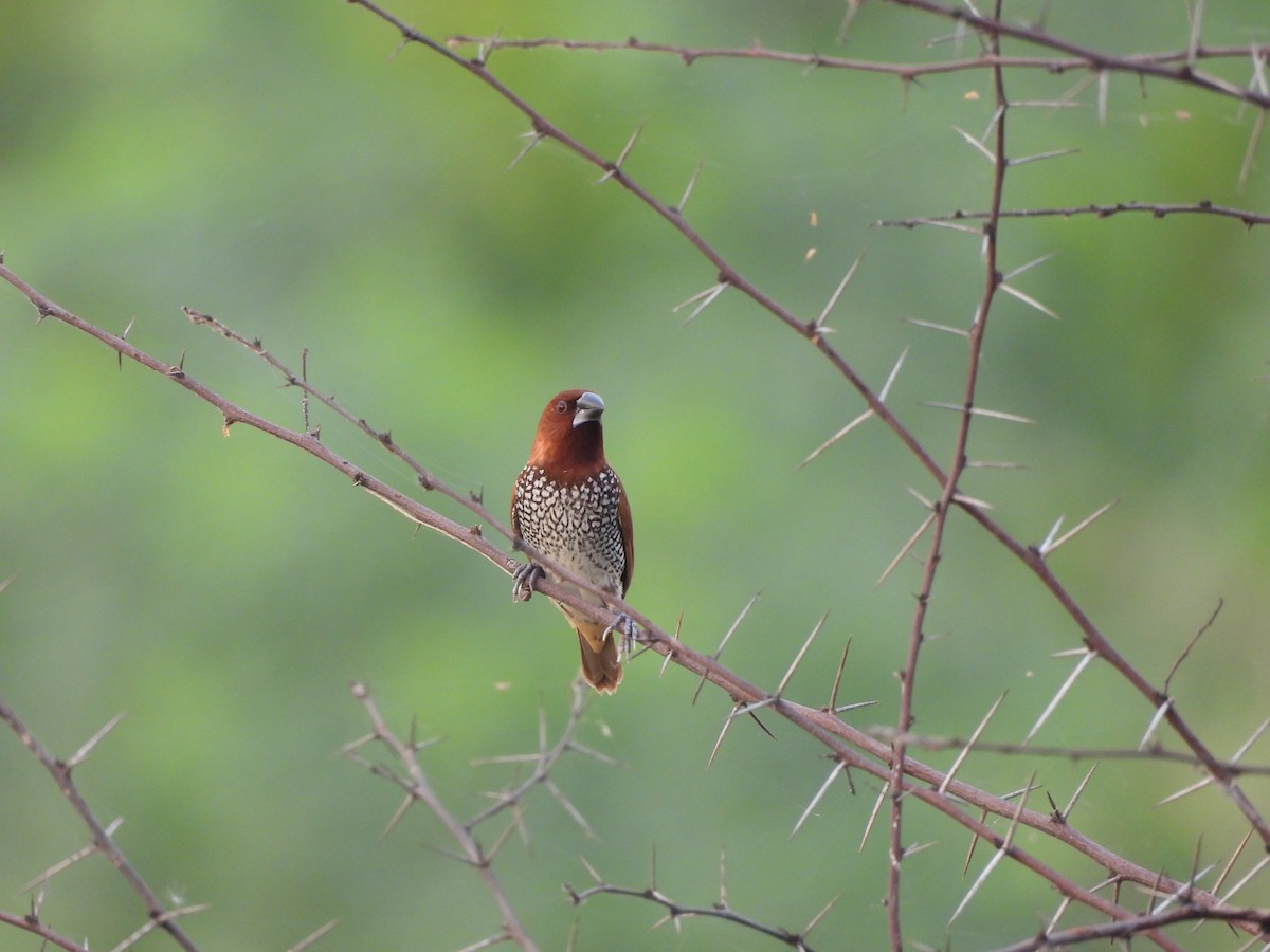 Scaly-breasted Munia - ML620824419