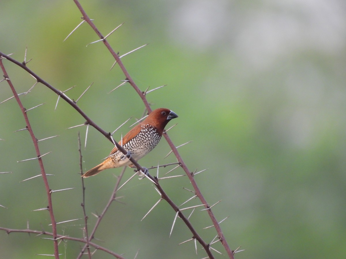 Scaly-breasted Munia - ML620824420