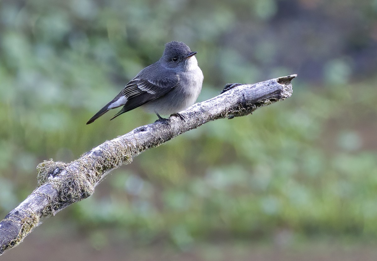 Western Wood-Pewee - ML620824421