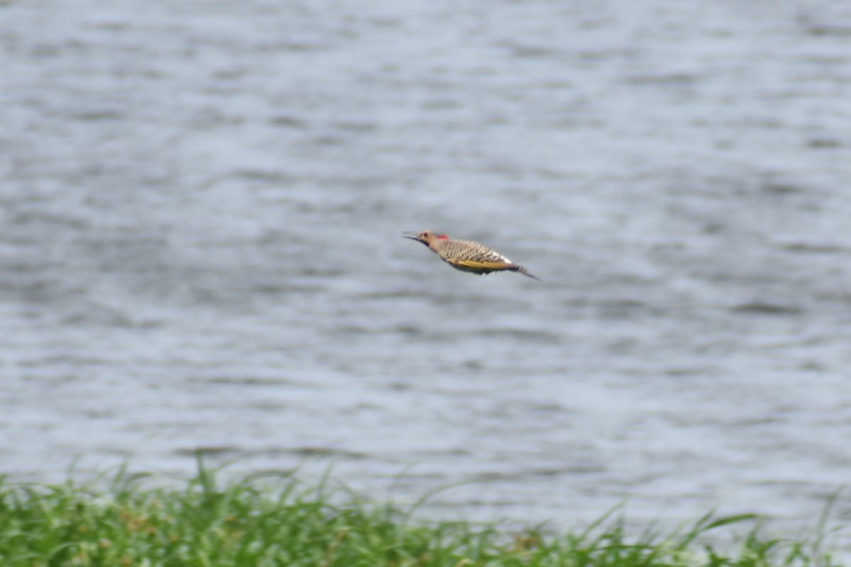 Northern Flicker - Jason Leduc