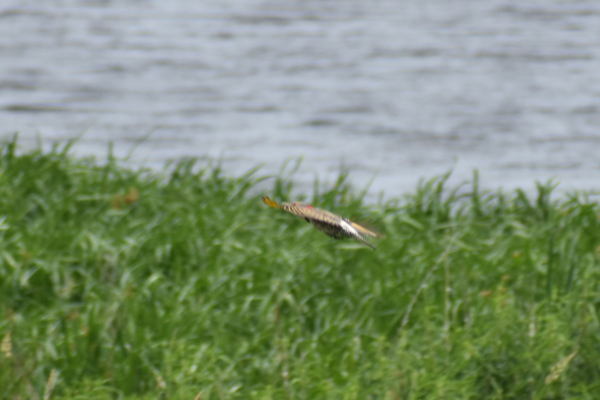 Northern Flicker - ML620824423