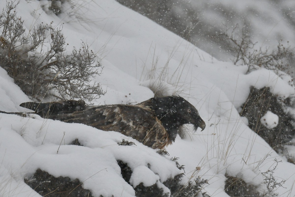 Bearded Vulture - ML620824426