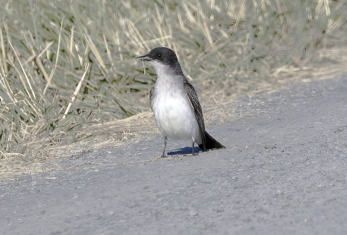 Eastern Kingbird - ML620824428