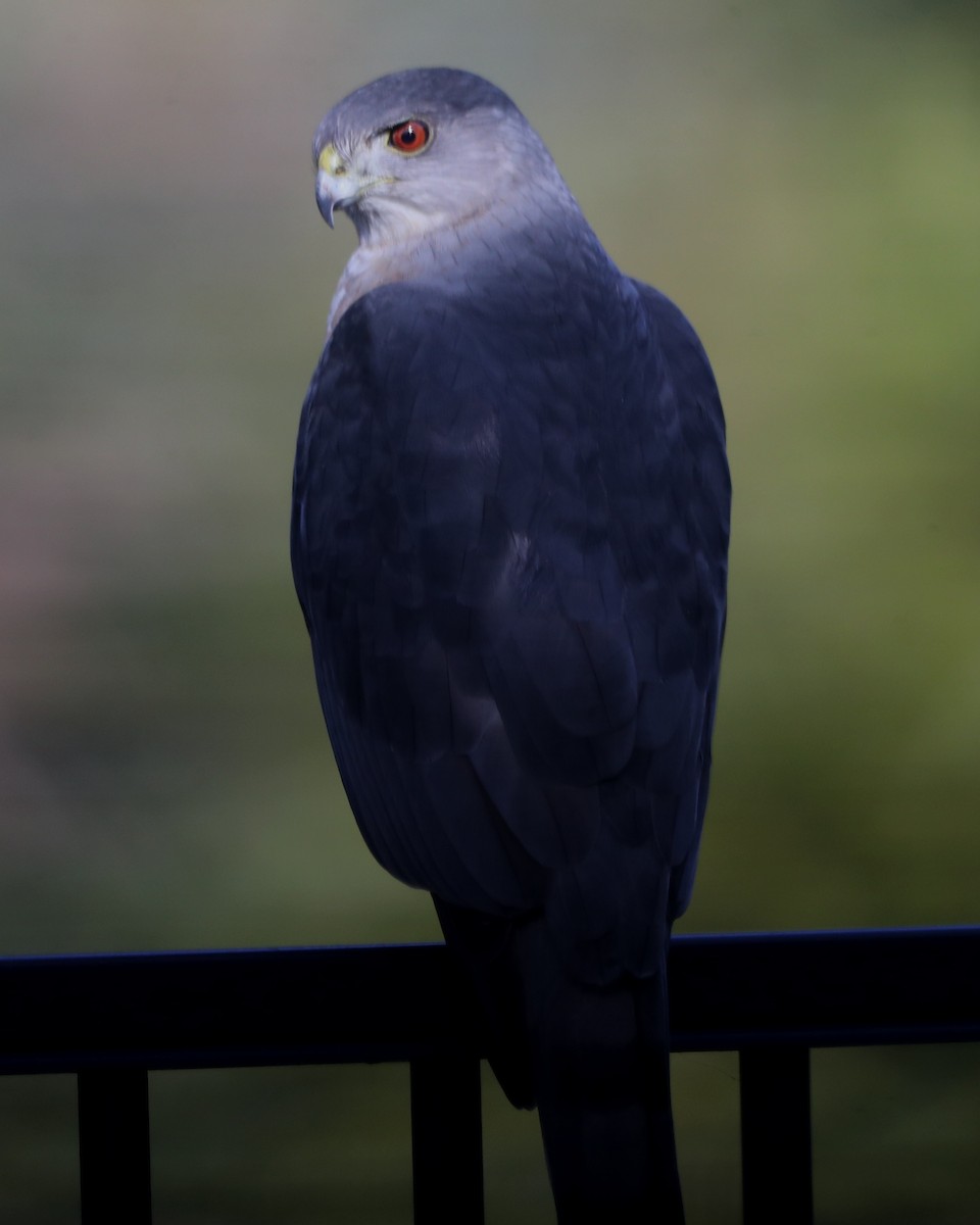 Cooper's Hawk - ML620824429