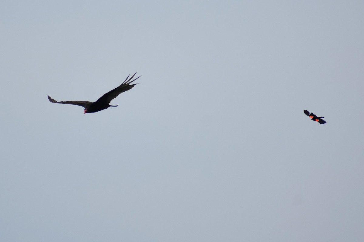 Red-winged Blackbird - ML620824431