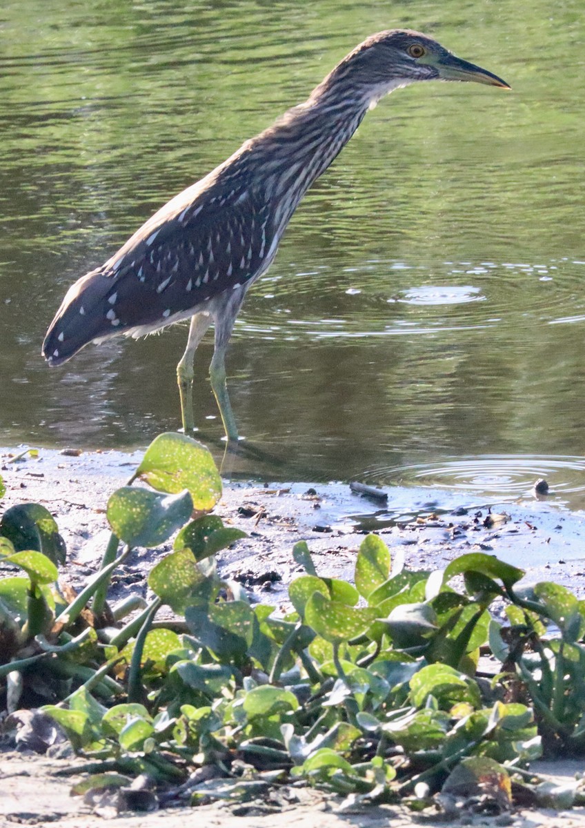 Black-crowned Night Heron - ML620824433