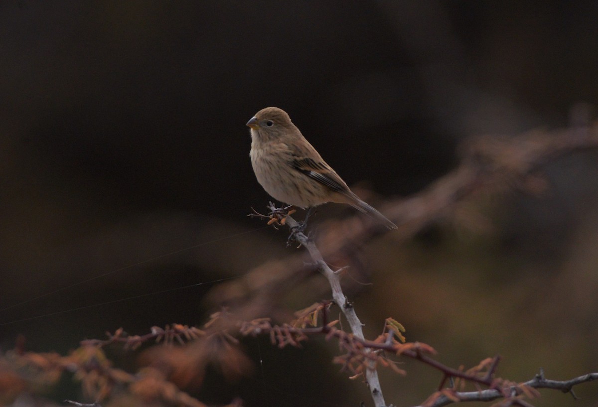 Band-tailed Seedeater - ML620824434