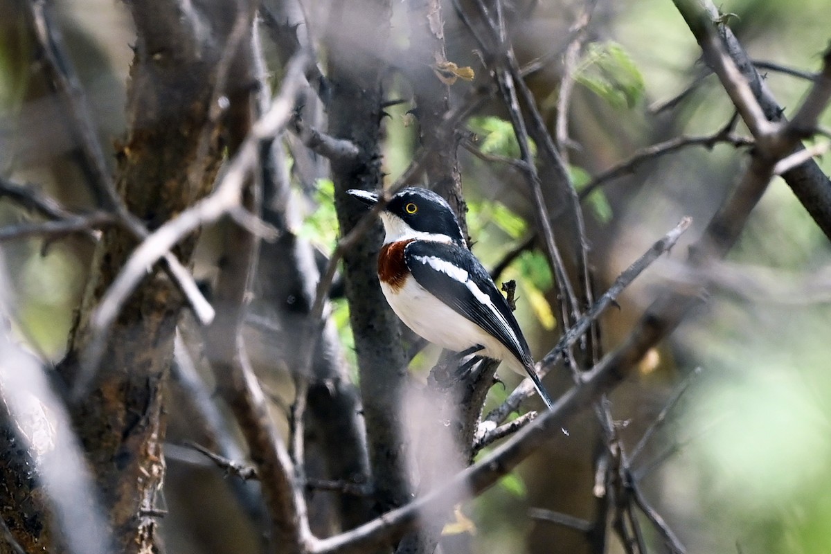 Gray-headed Batis - ML620824440