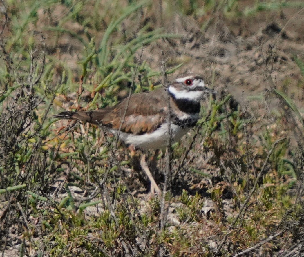 Killdeer - ML620824441