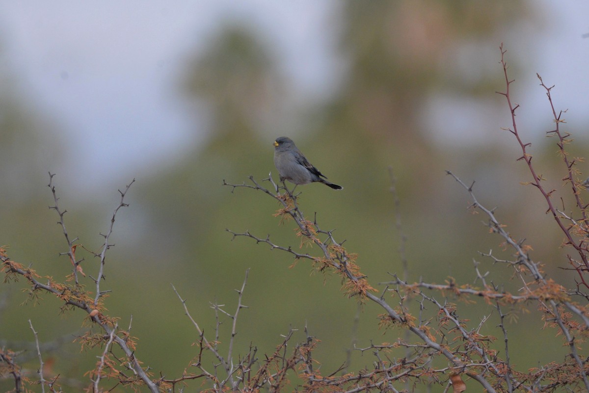 Band-tailed Seedeater - ML620824442