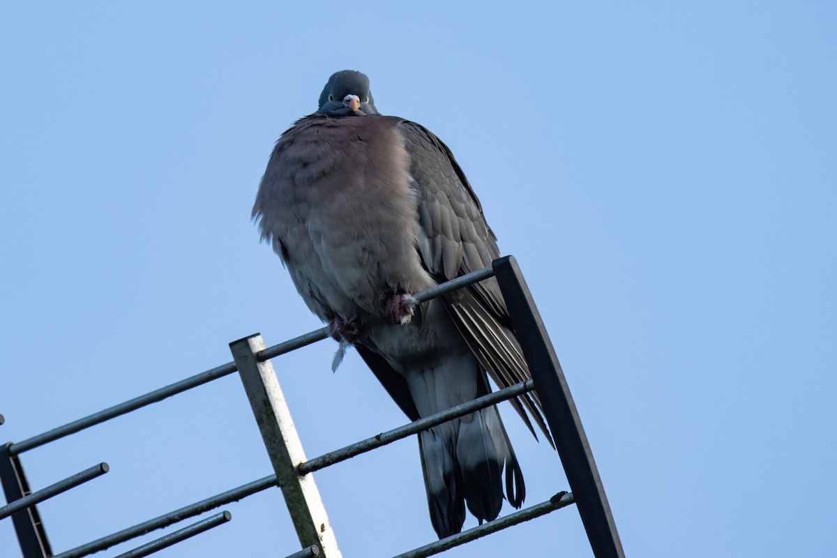 Common Wood-Pigeon - ML620824443