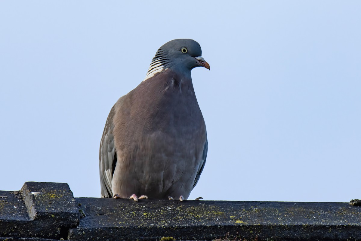 Common Wood-Pigeon - ML620824449