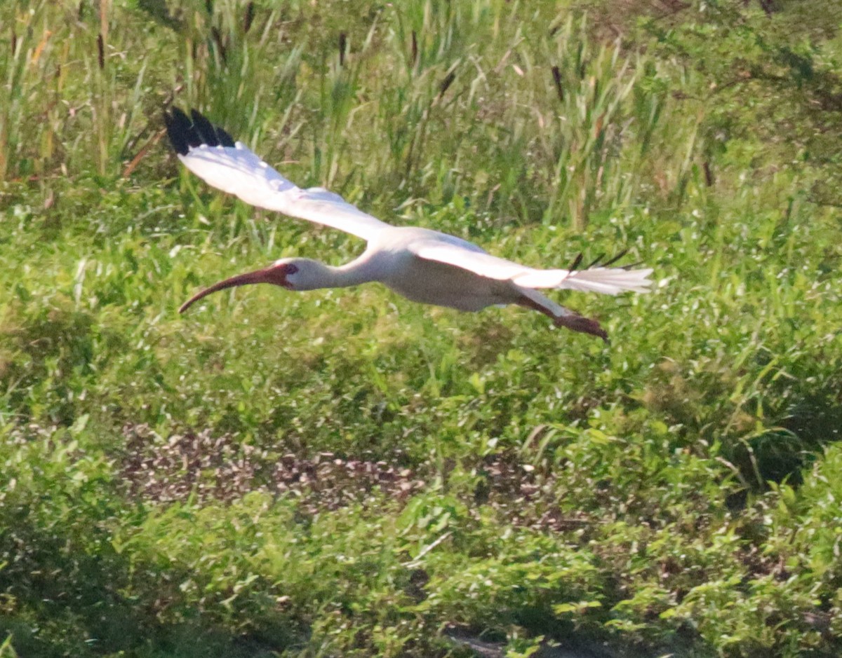 White Ibis - ML620824450