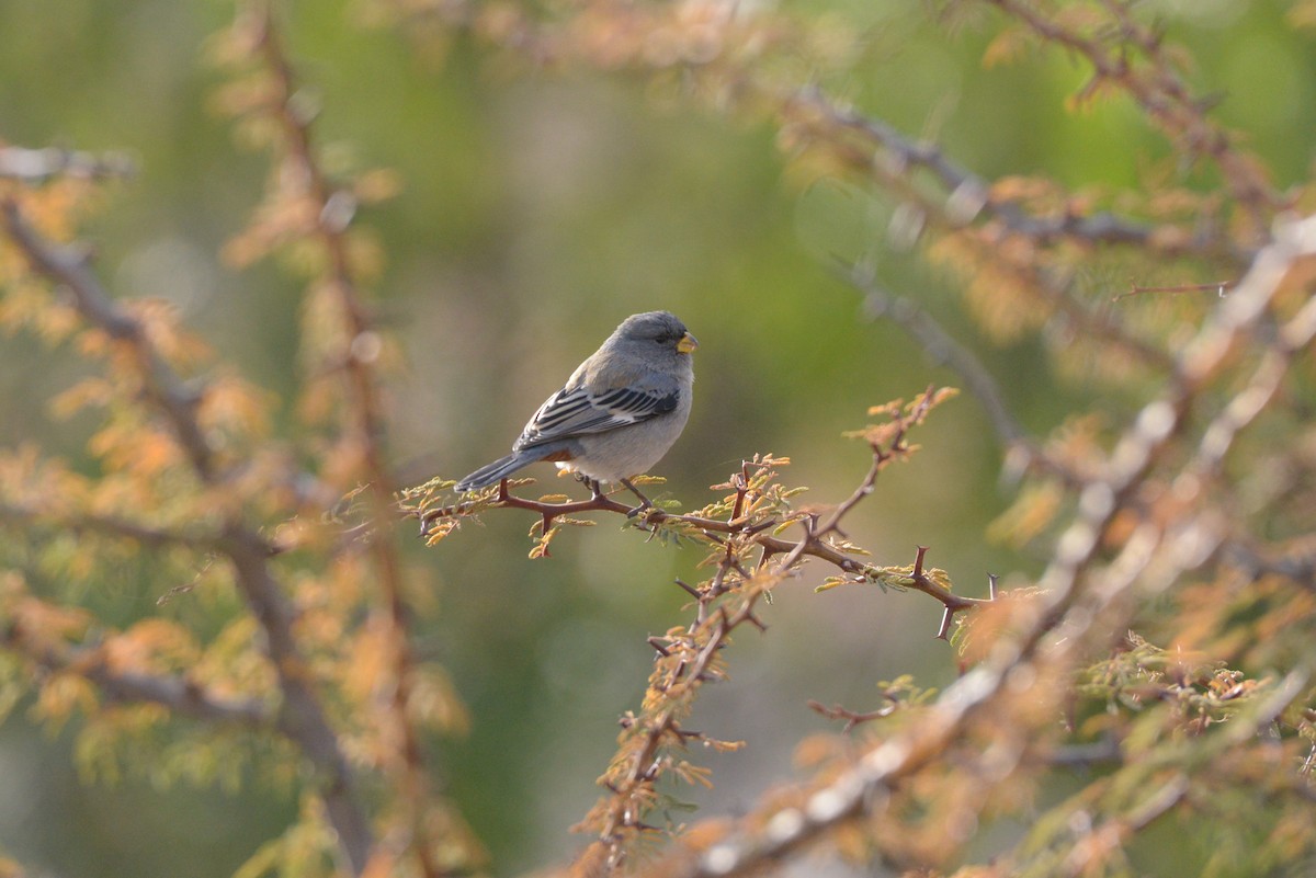 Band-tailed Seedeater - ML620824451