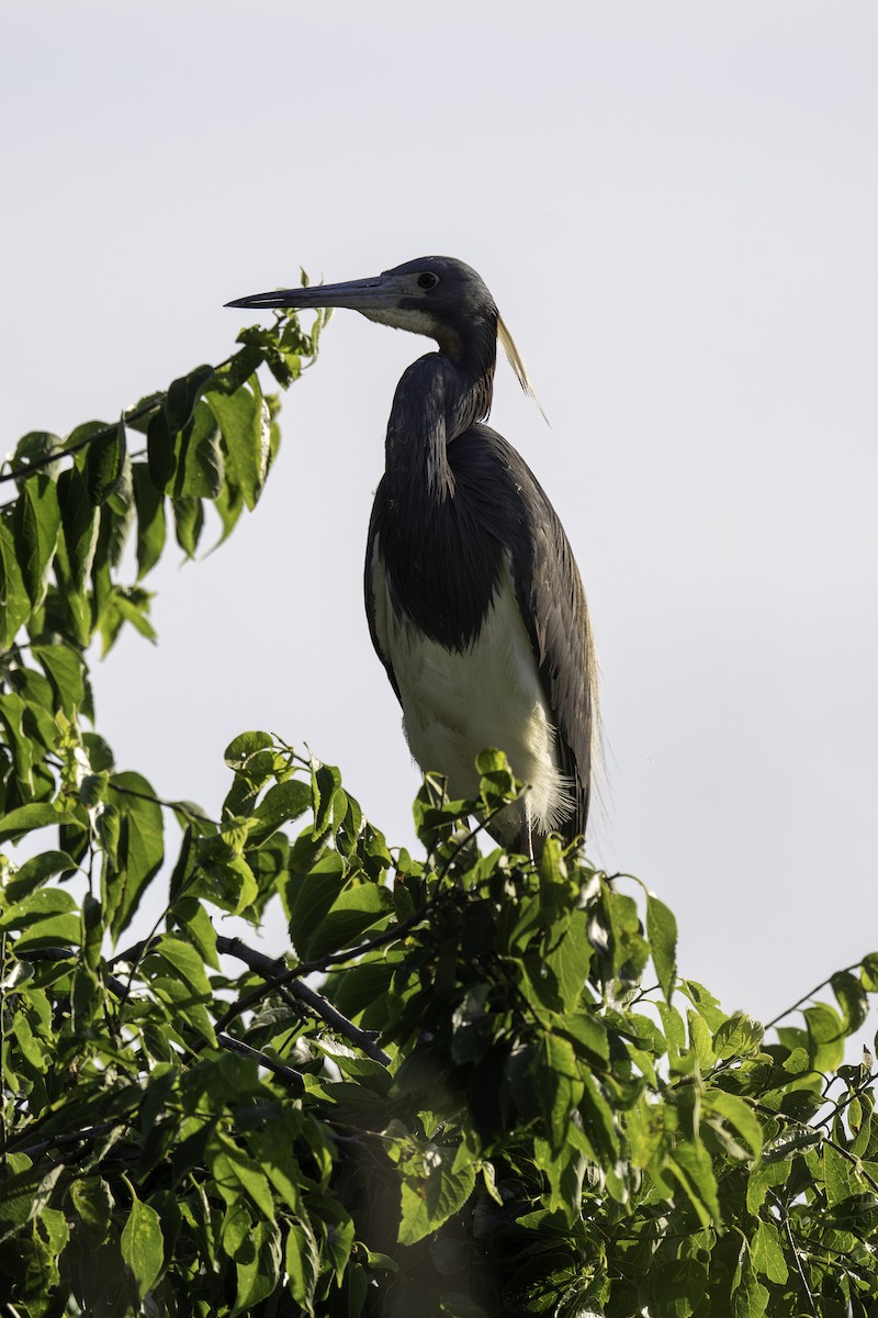 Tricolored Heron - ML620824452