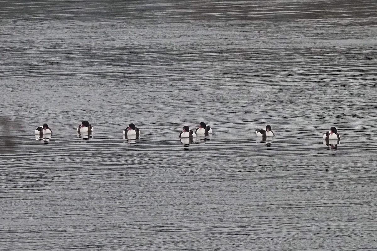 Common Shelduck - ML620824453