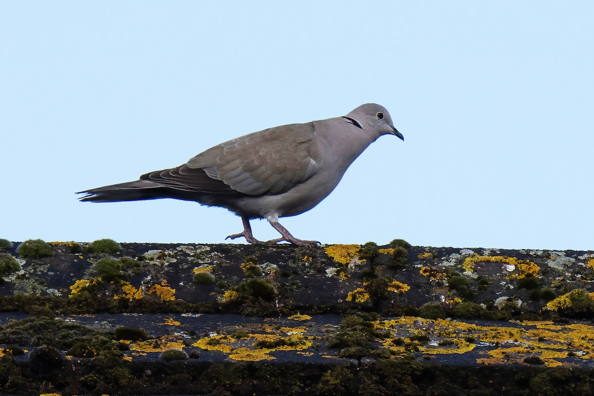 Eurasian Collared-Dove - ML620824454