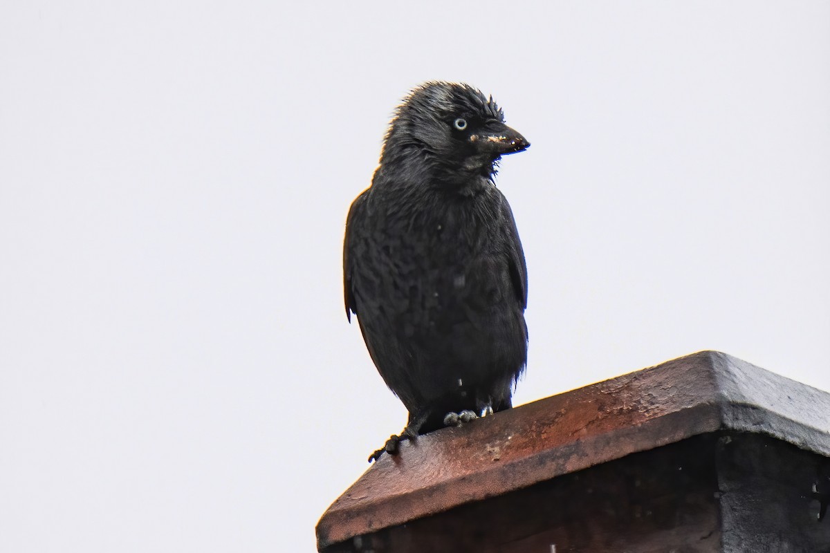 Eurasian Jackdaw - ML620824457