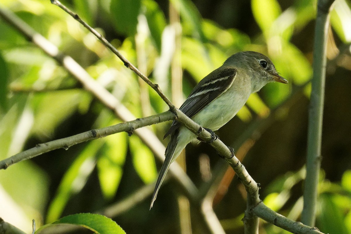 Alder/Willow Flycatcher (Traill's Flycatcher) - ML620824460