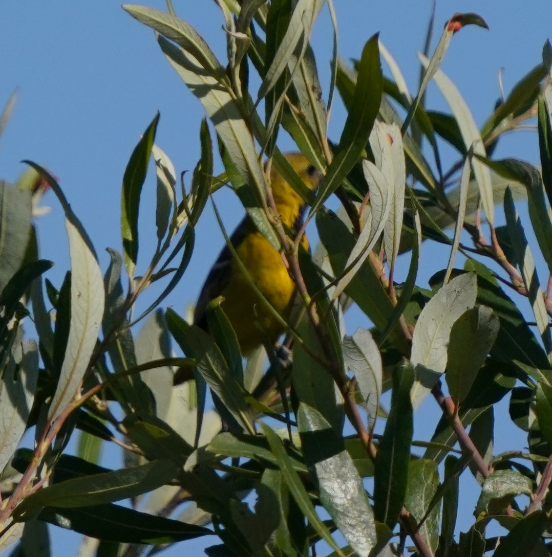 Oriole masqué - ML620824461