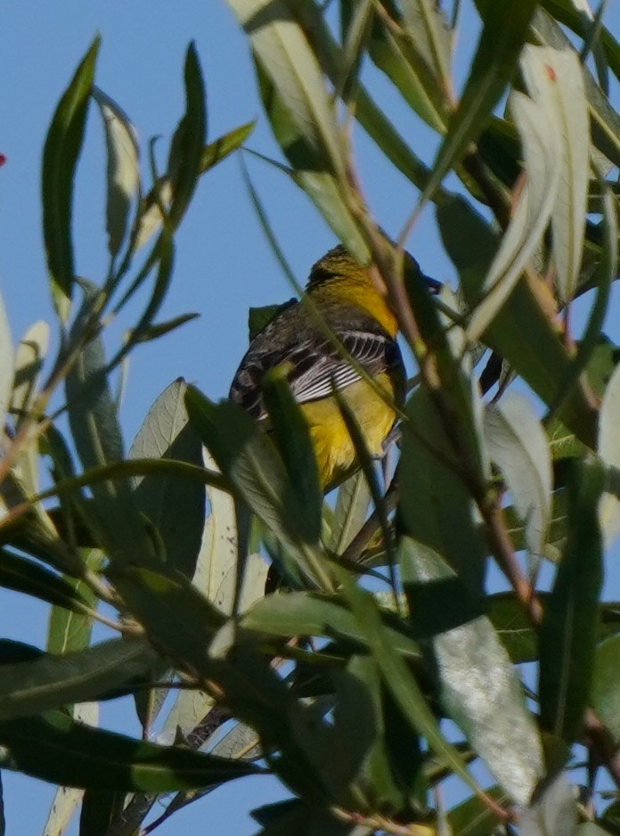 Hooded Oriole - ML620824462