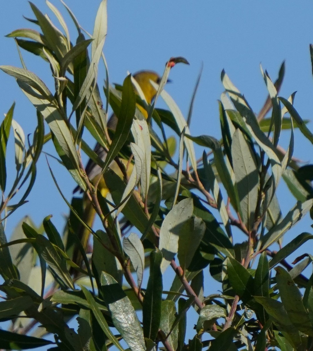 Hooded Oriole - ML620824463