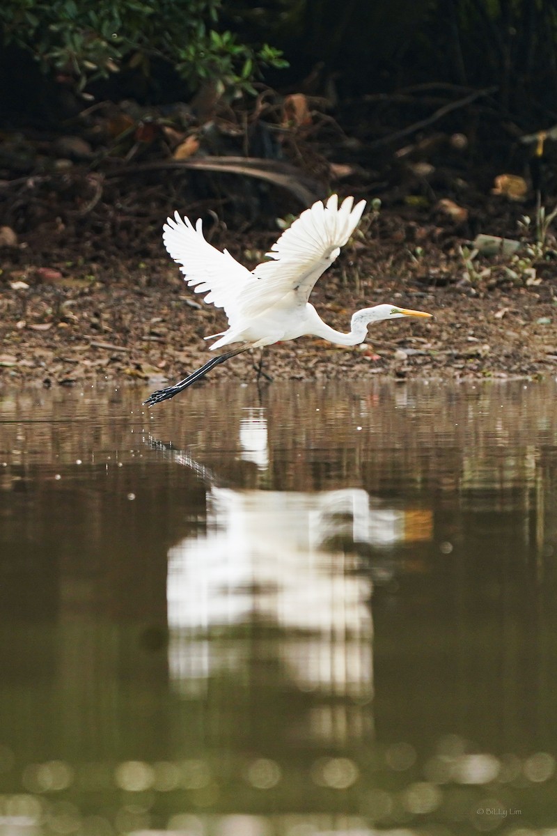 Great Egret - ML620824464